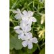 Floks szydlasty 'Maischnee'